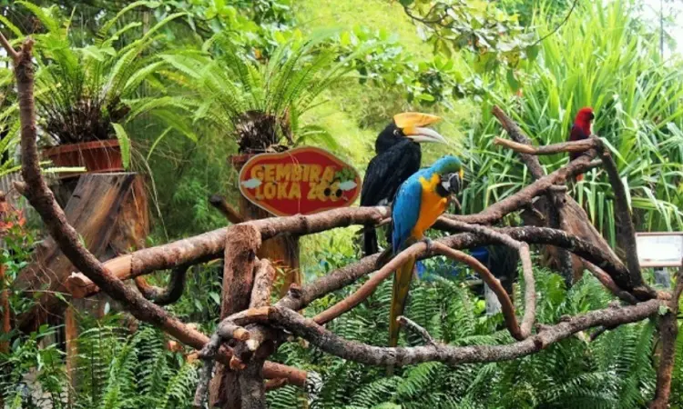 Melihat Keajaiban Alam di Gembira Loka Zoo: Mengenal Satwa Liar yang Menakjubkan